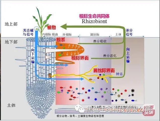 VԴֲ+|(zh)a(chn)áp1981